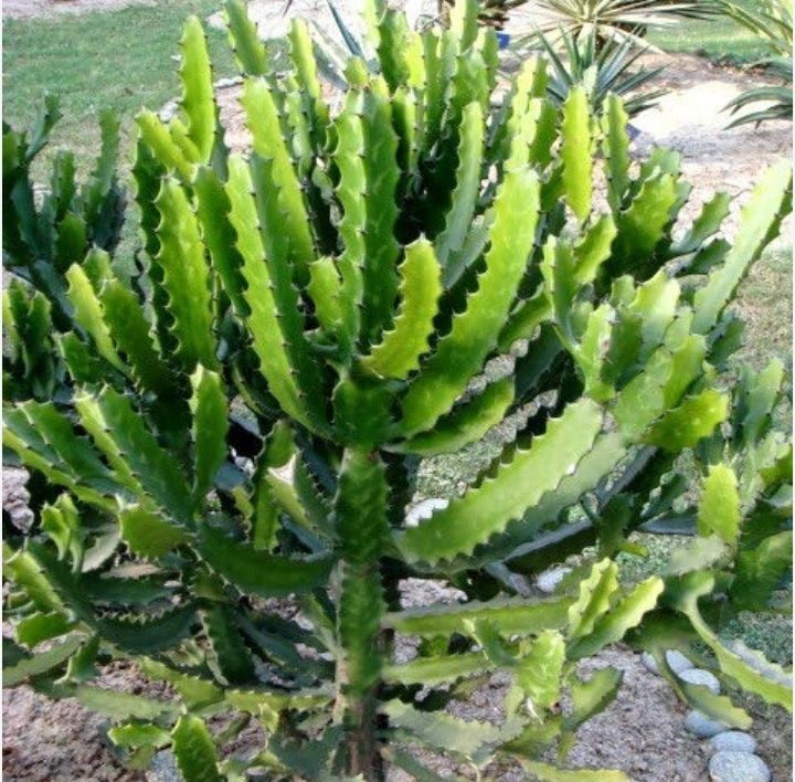 5 cây không trồng trước nhà: Cây càng thịnh người càng suy