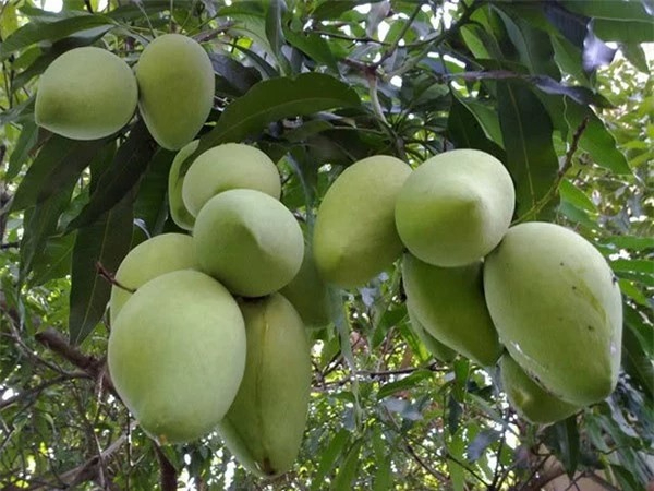 Lời khuyên dành cho những gia đình đang trồng cây xoài