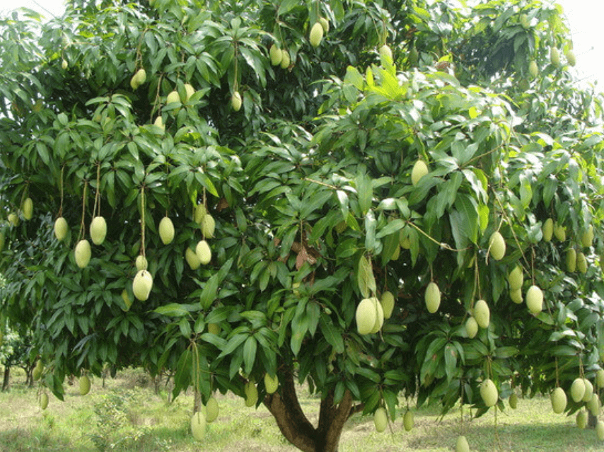 Lời khuyên dành cho những gia đình đang trồng cây xoài