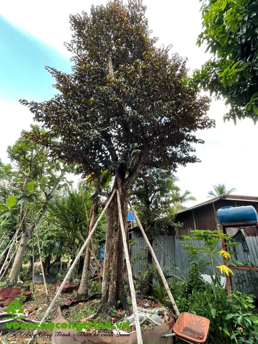 Lời khuyên dành cho các gia đình đang trồng vú sữa