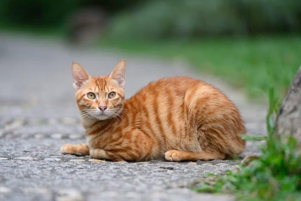4 vật vào nhà vừa là xui xẻo vừa là may mắn