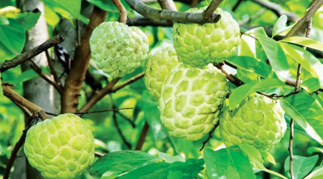 Lời khuyên dành cho các gia đình đang trồng na
