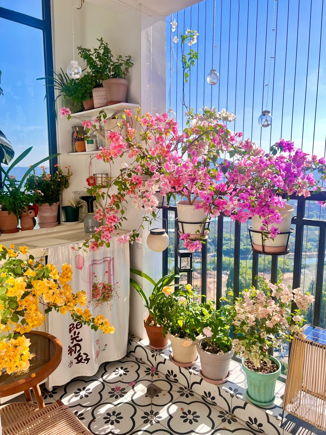 4 lý do bạn nên trồng một cây hoa giấy trong nhà
