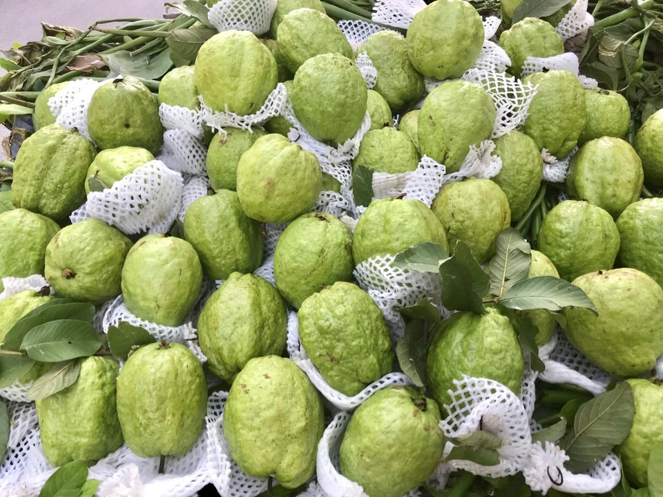 Lời khuyên khi mua ổi