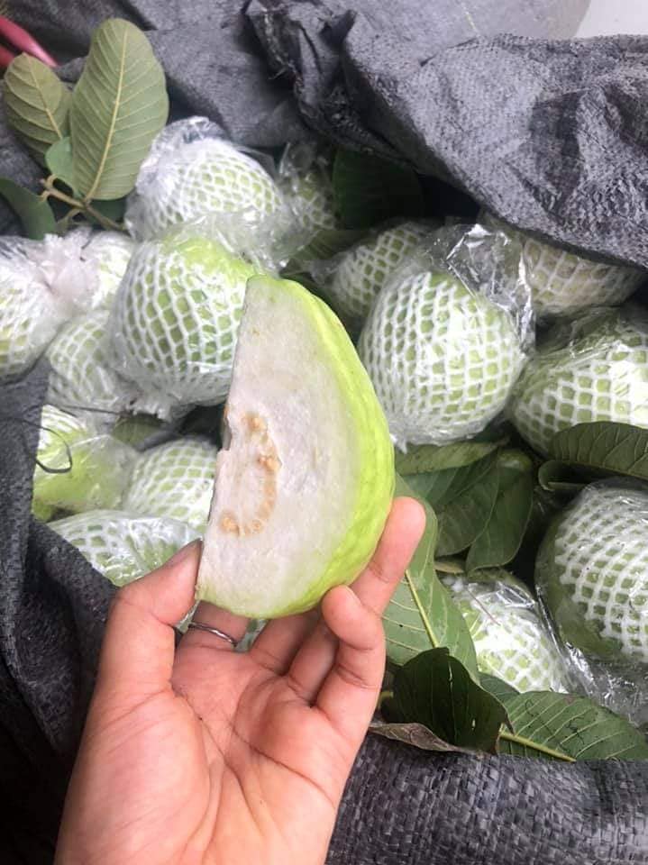 Lời khuyên khi mua ổi