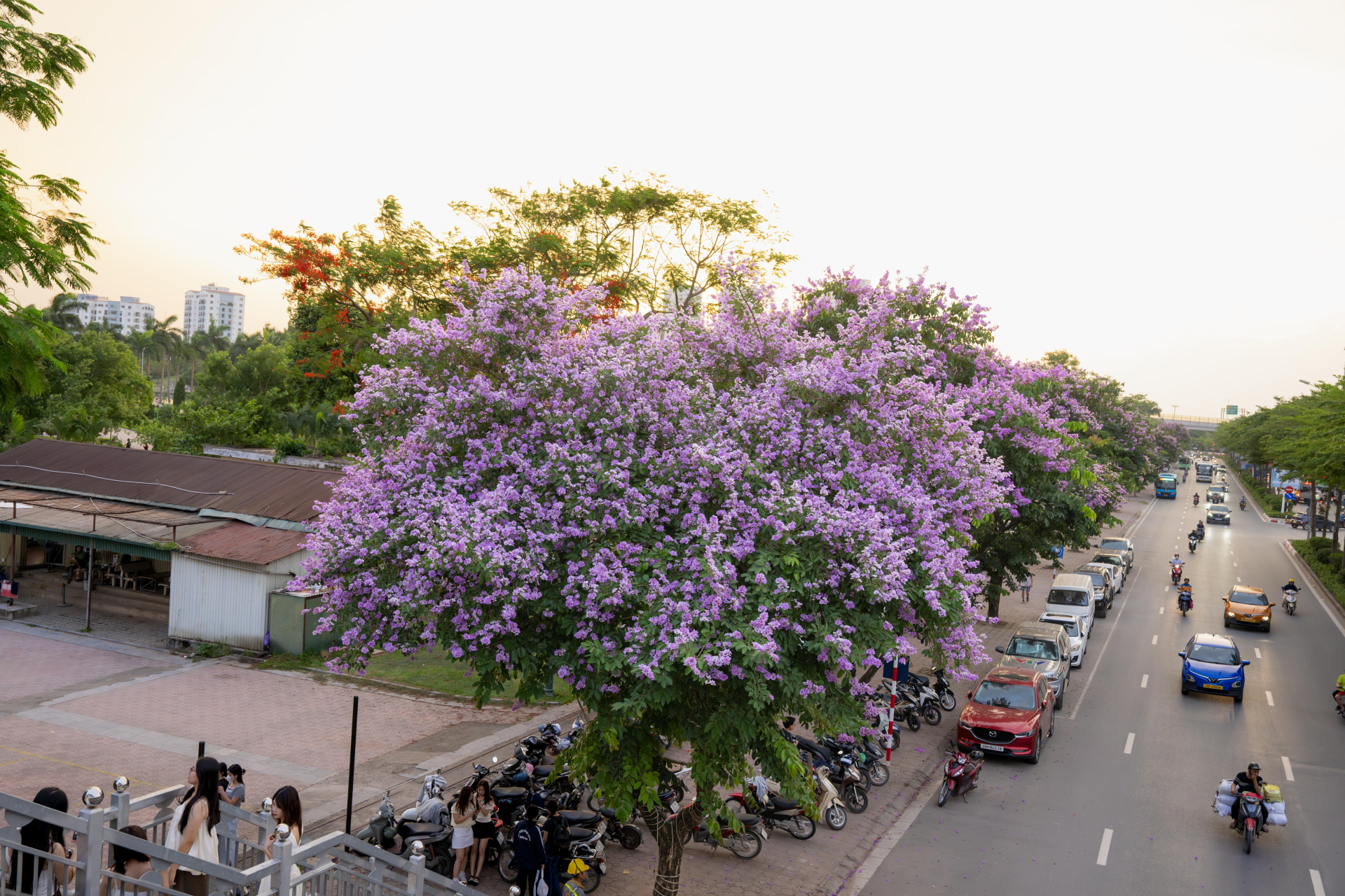 Cứ sau 3 giờ chiều, một góc phố ở Hà Nội lại đông kẹt cứng vì 1 cây hoa