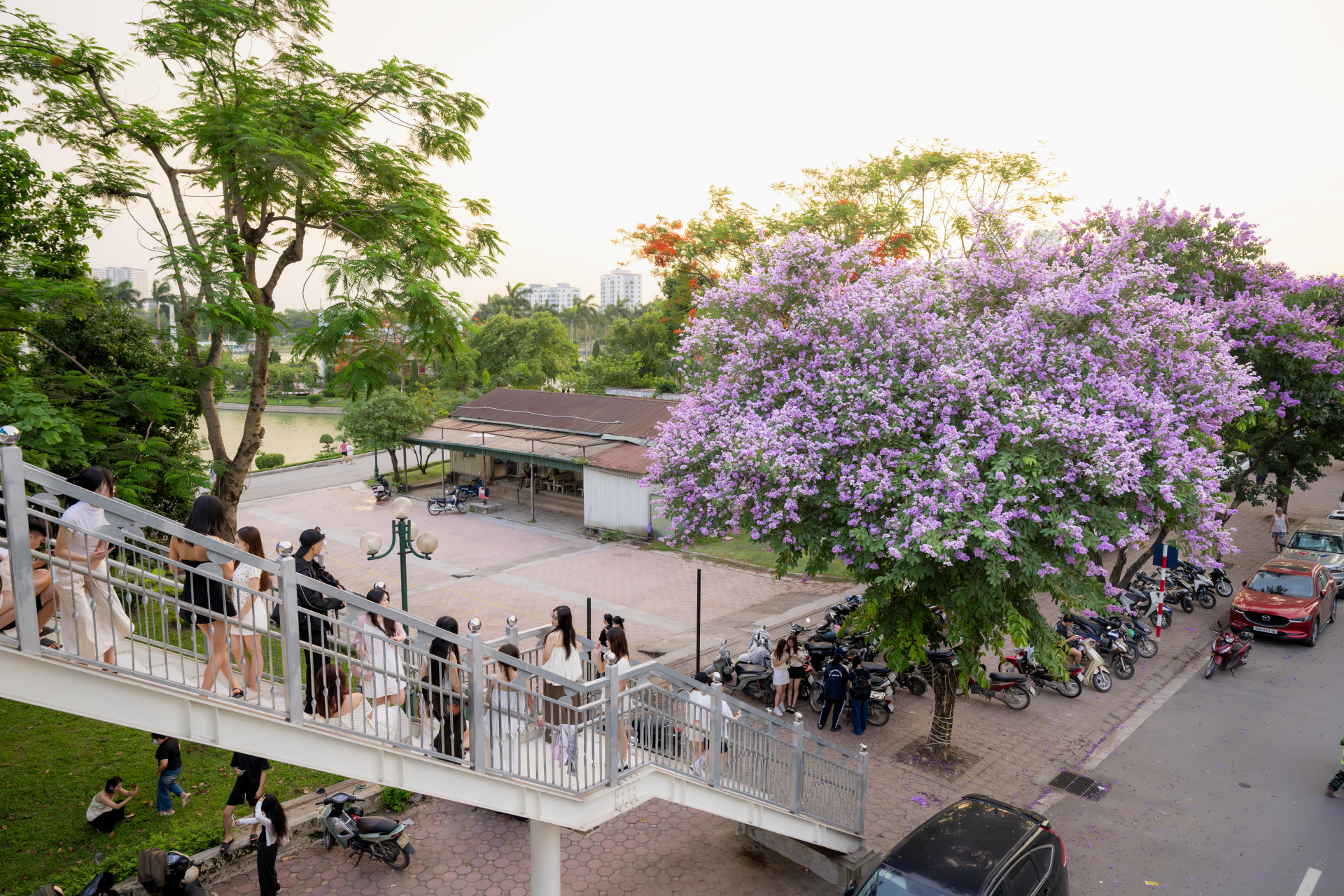 Cứ sau 3 giờ chiều, một góc phố ở Hà Nội lại đông kẹt cứng vì 1 cây hoa
