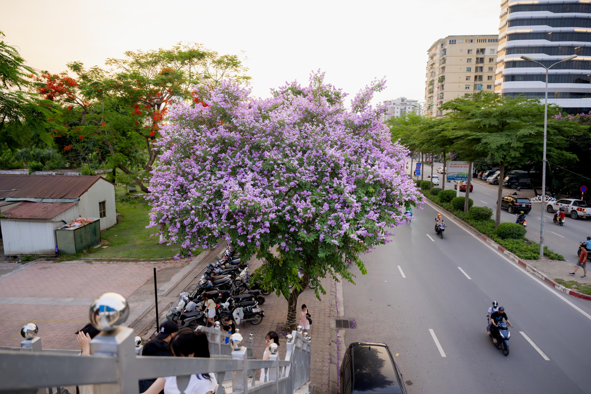 Cứ sau 3 giờ chiều, một góc phố ở Hà Nội lại đông kẹt cứng vì 1 cây hoa