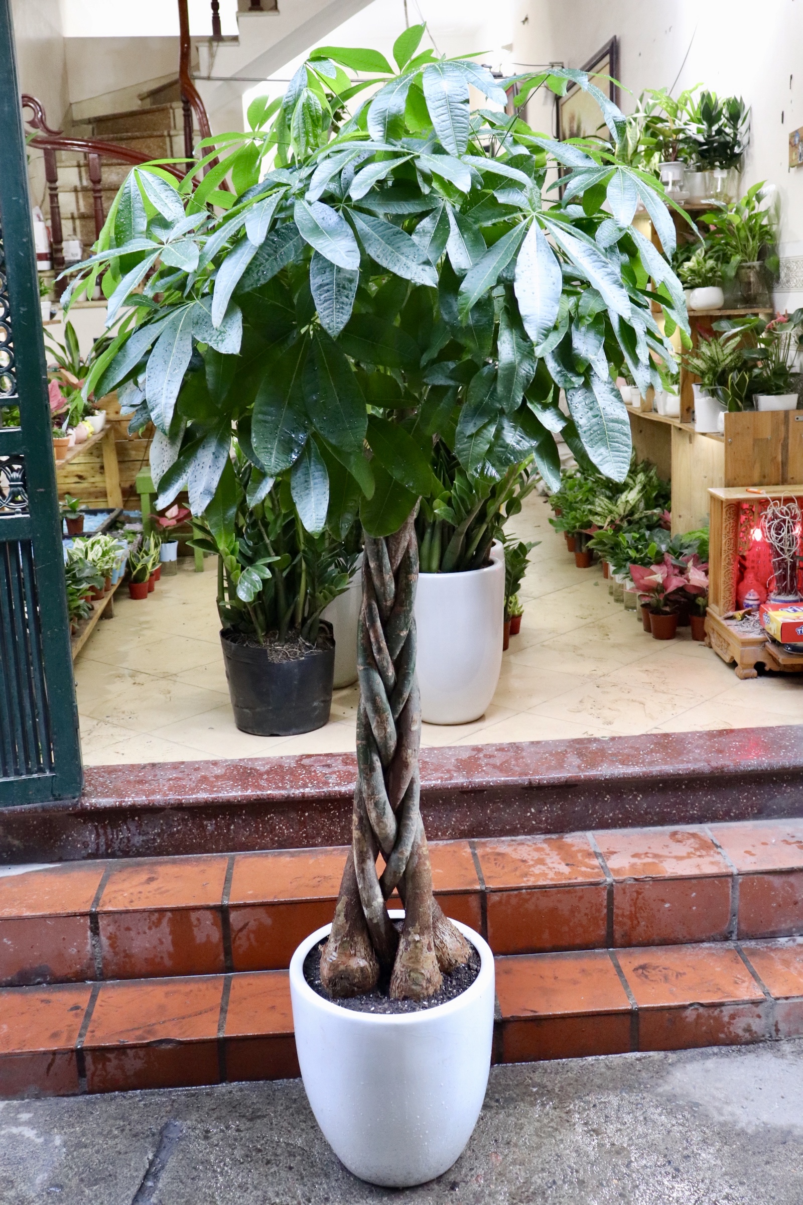 7 lý do nên trồng cây kim ngân trong nhà