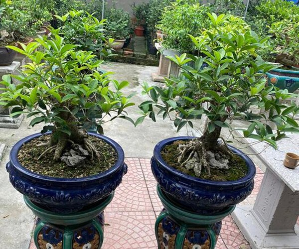 4 lý do người giàu nào cũng trồng một cây mộc hương trong nhà