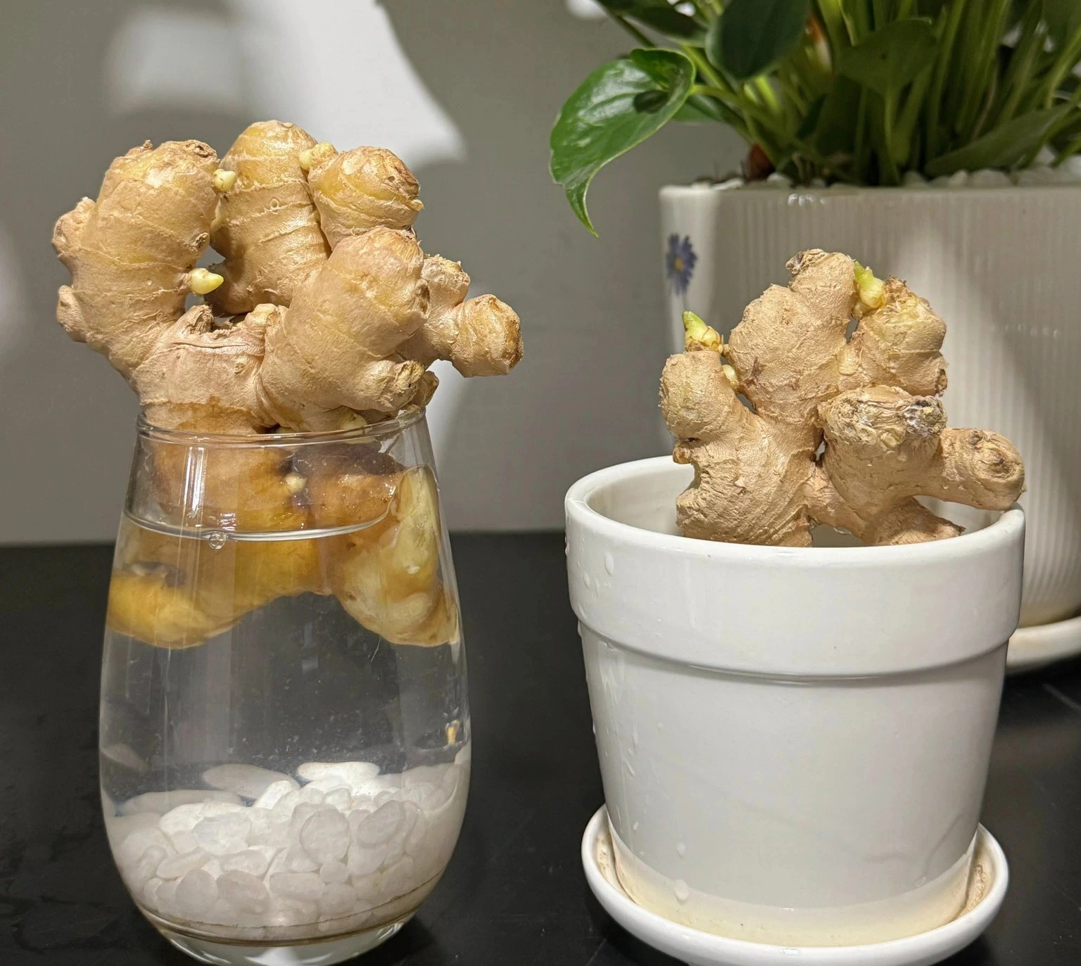 5 lý do nên trồng gừng trong nhà