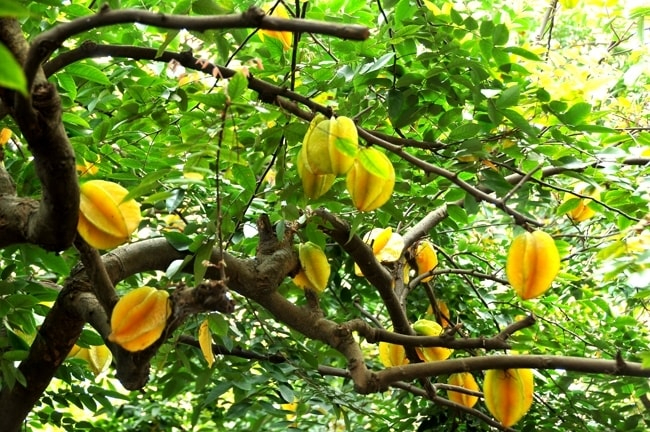 5 lý do vì sao bạn nên trồng 1 cây khế tại nhà