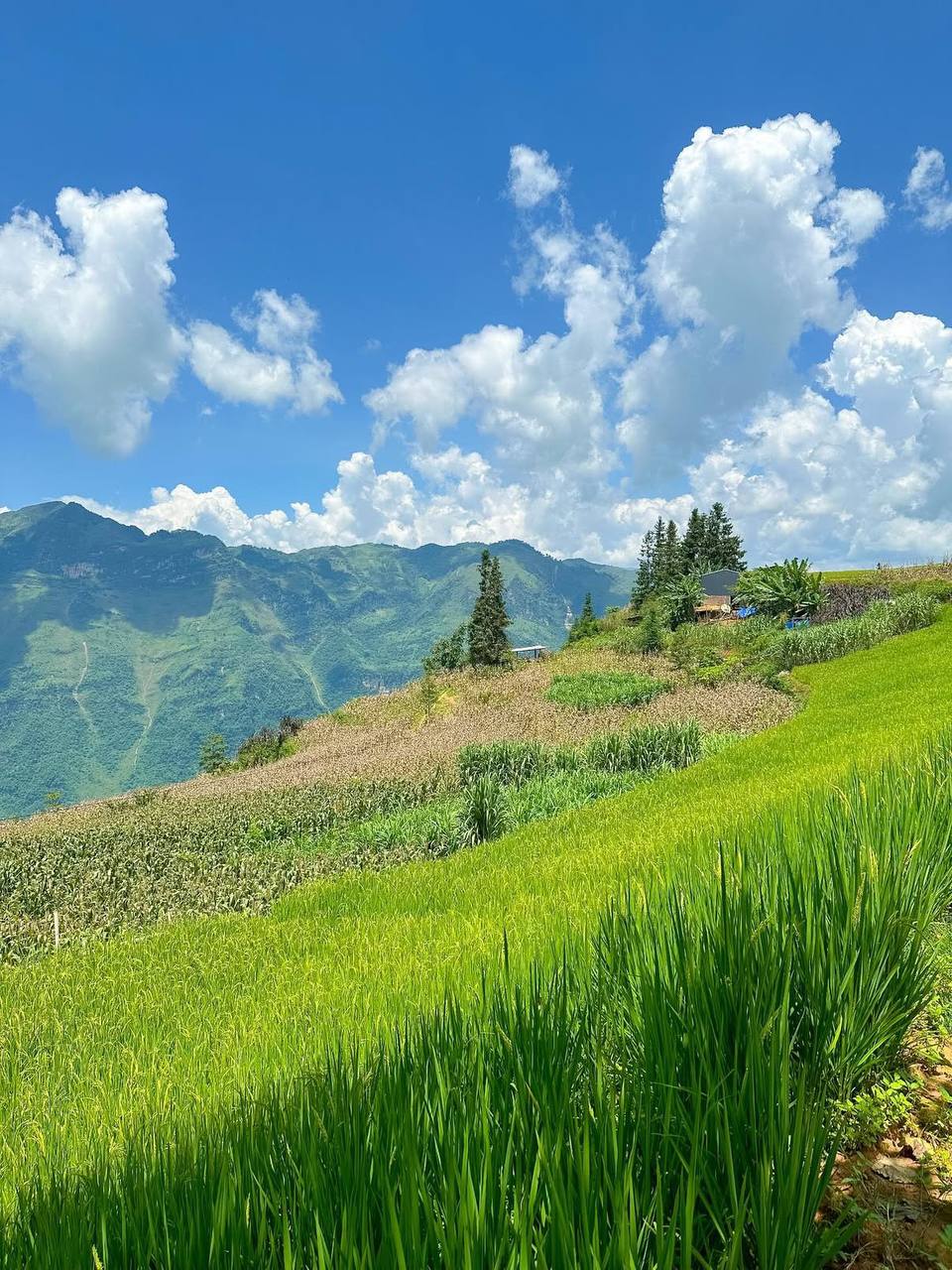 Phát hiện biển mây cuồn cuộn trên đỉnh núi Hà Giang, khách ấn tượng vì cảnh đẹp như Thuỵ Sĩ mà giá vé chỉ vỏn vẹn 20 ngàn