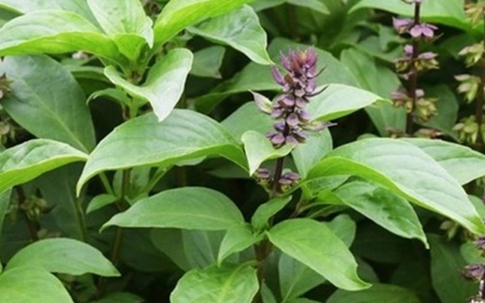 3 cây gia vị nên trồng trong nhà