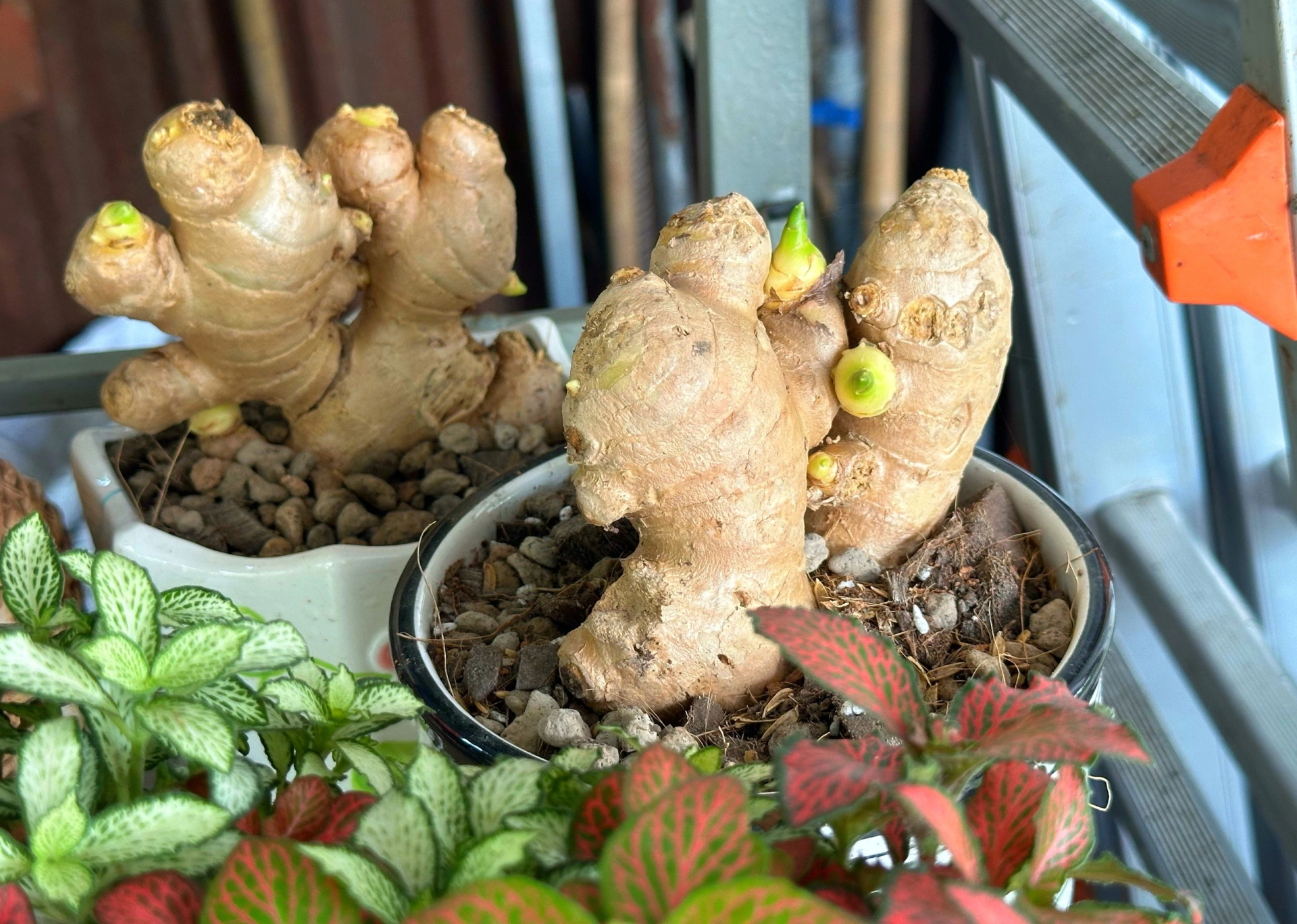 3 cây gia vị nên trồng trong nhà
