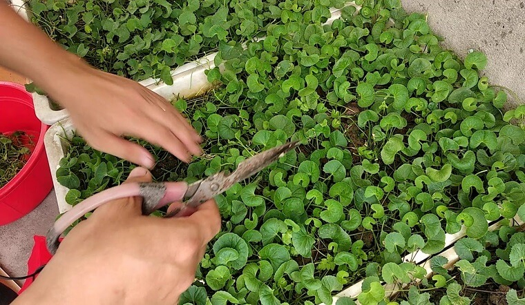 Lợi ích của rau má