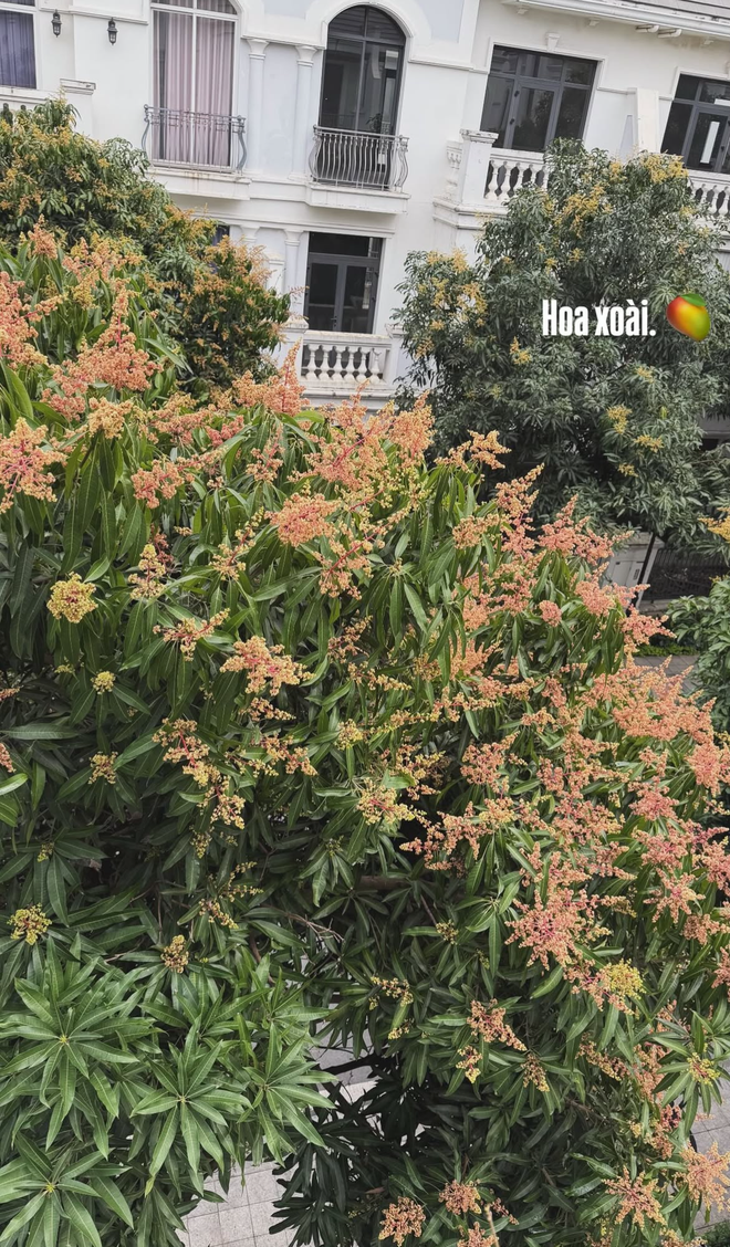 Thứ trái cây rẻ bèo được giới nhà giàu mê nhất hiện tại: Tăng Thanh Hà, Mỹ Tâm, Doãn Hải My trồng kín biệt thự
