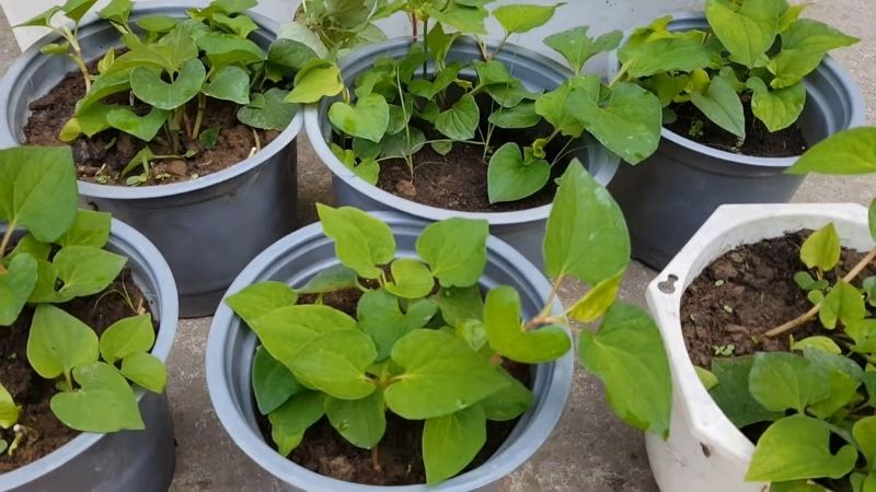 Lợi ích khi trồng rau diếp cá