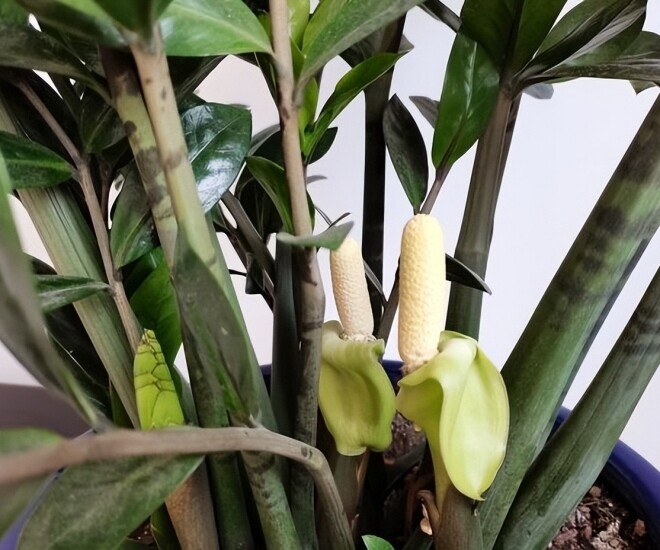 Hiện tượng kim tiền nở hoa
