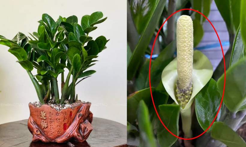 Hiện tượng kim tiền nở hoa