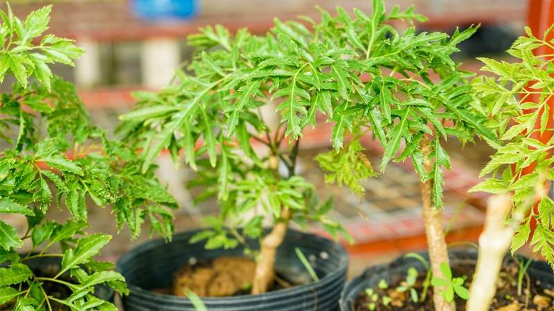 Lợi ích khi trồng cây đinh lăng