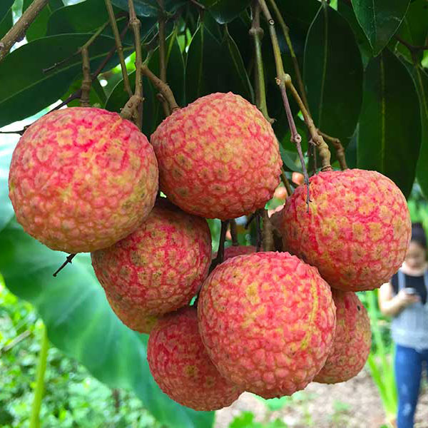 Top 9 loại quả mùa hè vừa ngon vừa rẻ, cứ ra chợ là mua được