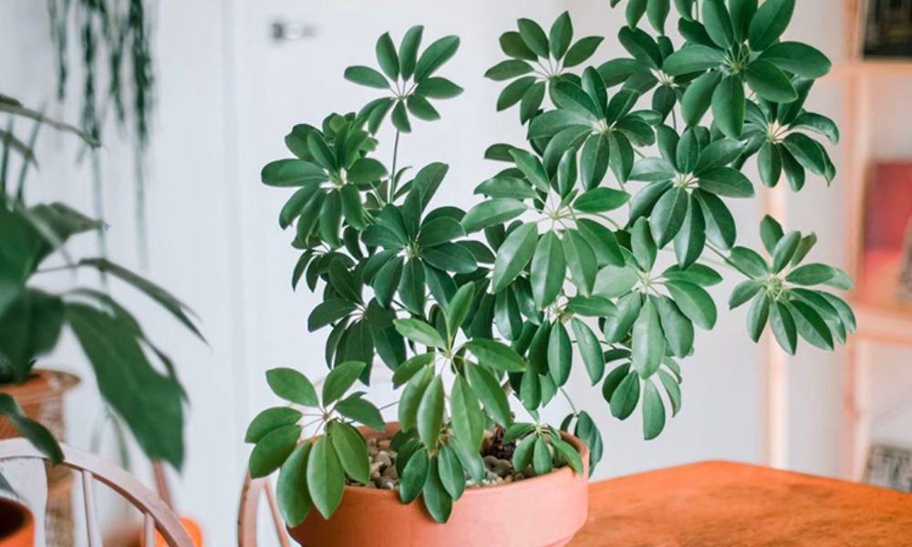 Lợi ích khi trồng cây ngũ gia bì