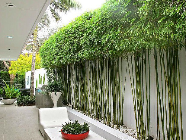 2 cây nên trồng trước nhà, 3 cây hợp trồng sau nhà