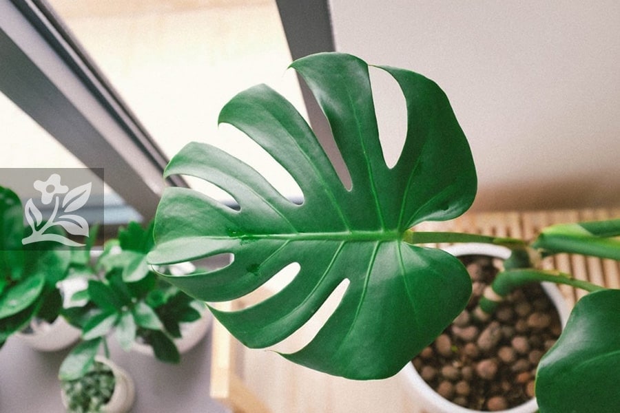 Hiện tượng trầu bà nở hoa