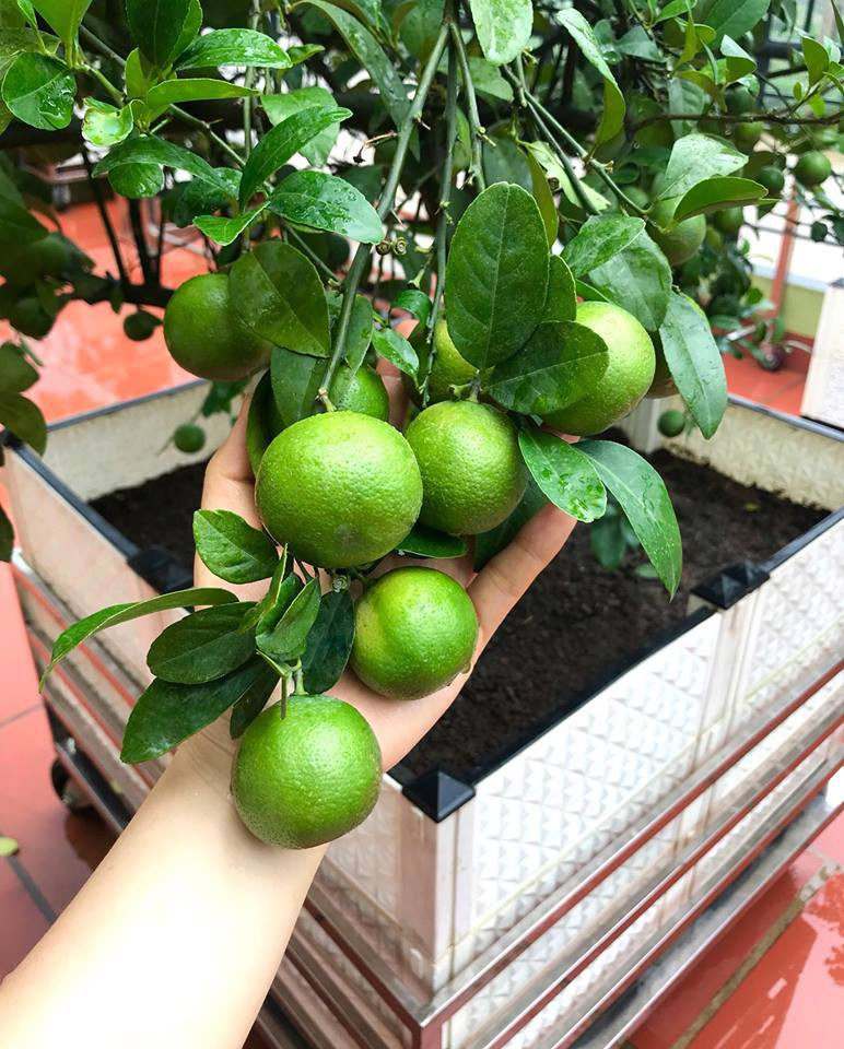 Lợi ích khi trồng chanh