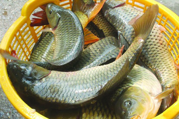 Lời khuyên khi mua cá