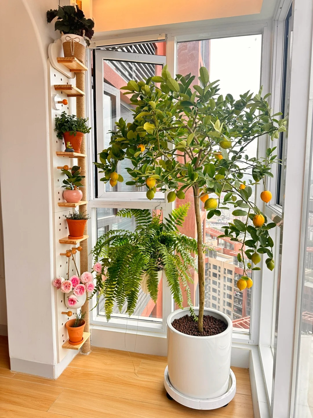 Lợi ích khi trồng chanh