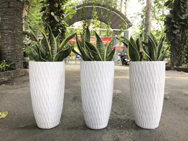 6 cây khiến rắn 