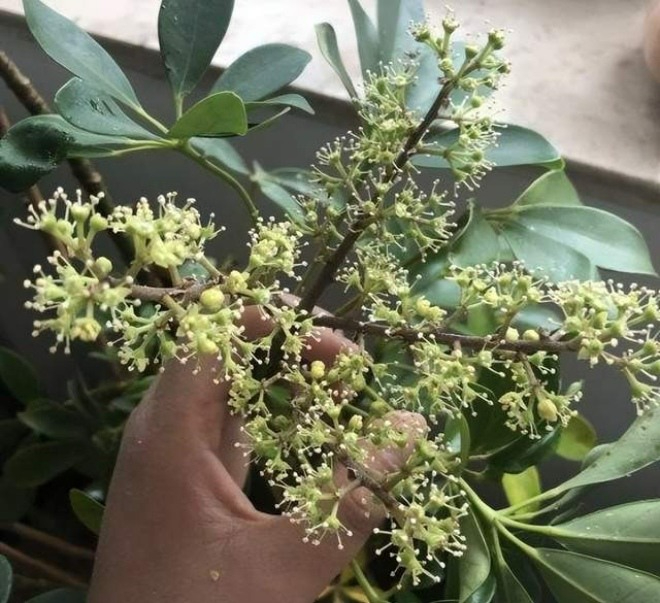 Hiện tượng cây ngũ gia bì nở hoa