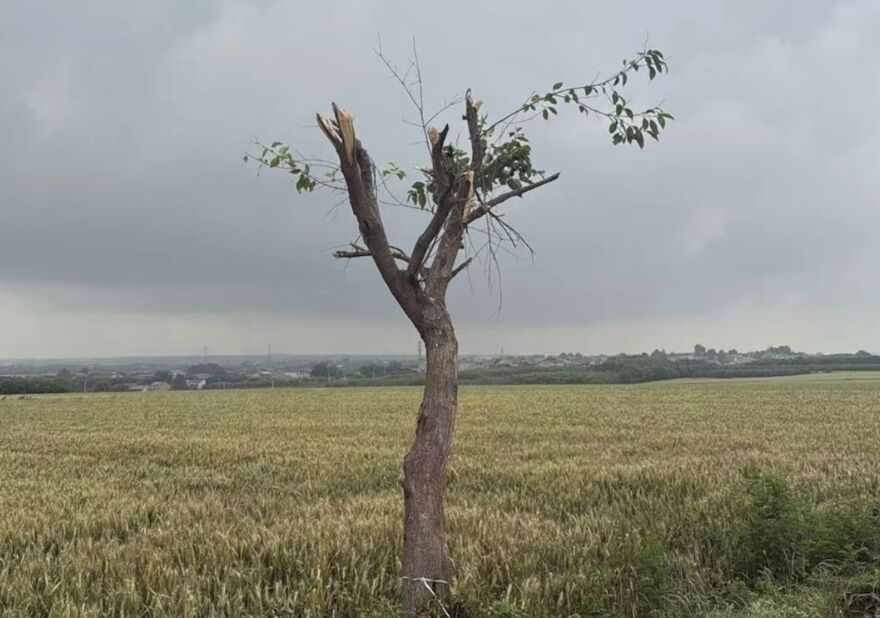 Người chủ đã quyết định chặt cây
