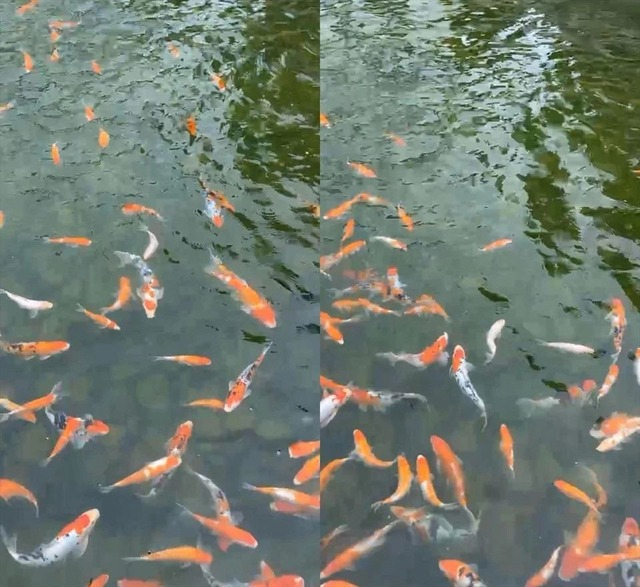 Trong khuôn viên có cả hồ cá koi lớn