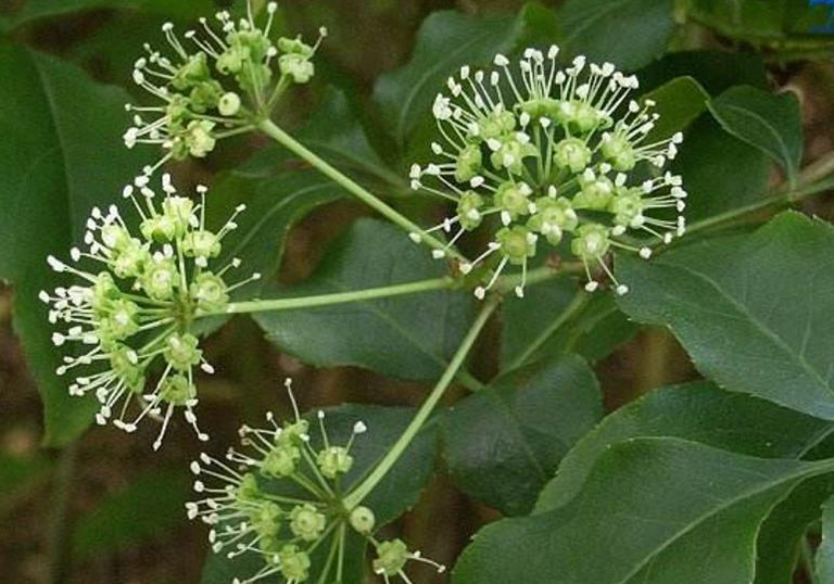 Hiện tượng cây ngũ gia bì nở hoa