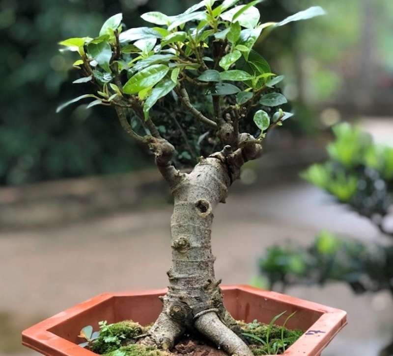 Lợi ích khi trồng cây sung