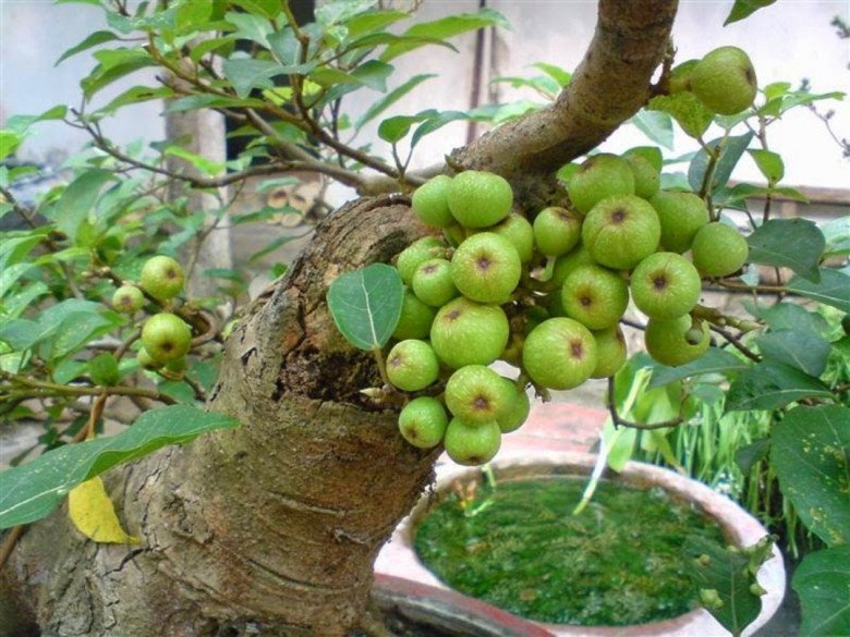 Lợi ích khi trồng cây sung