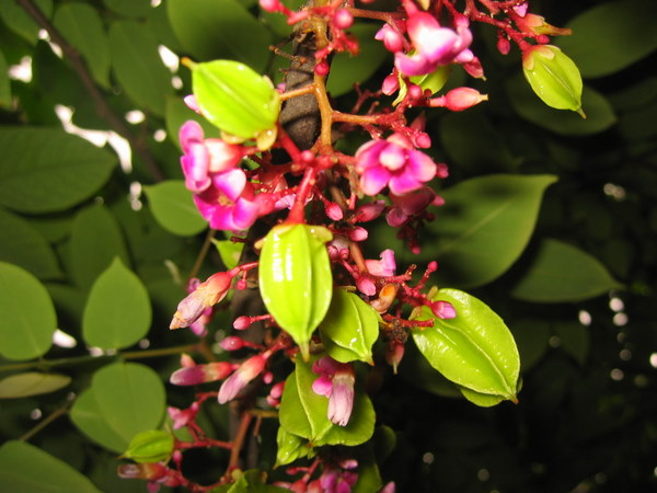 Hiện tượng cây khế nở hoa