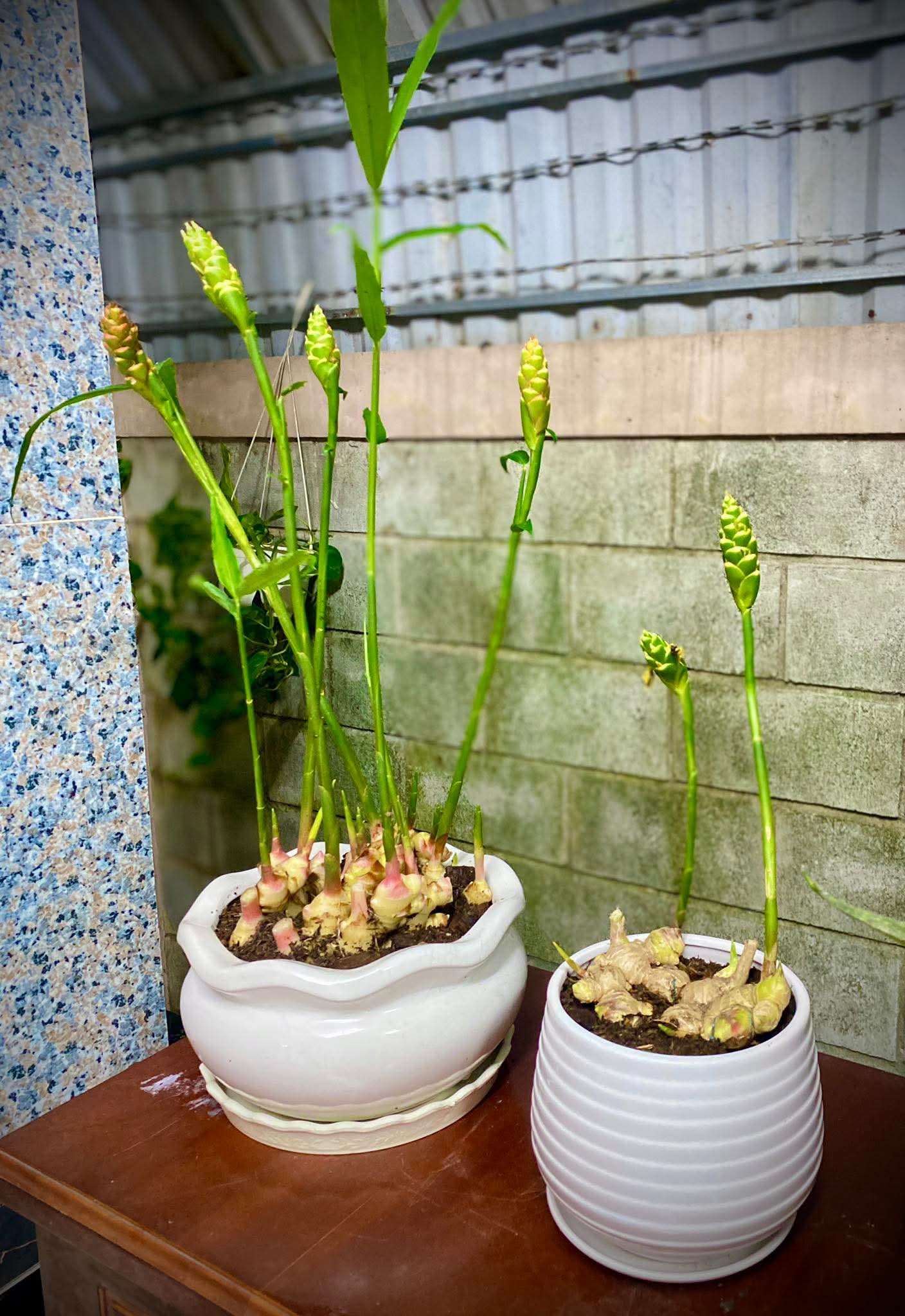 Hiện tượng gừng nở hoa