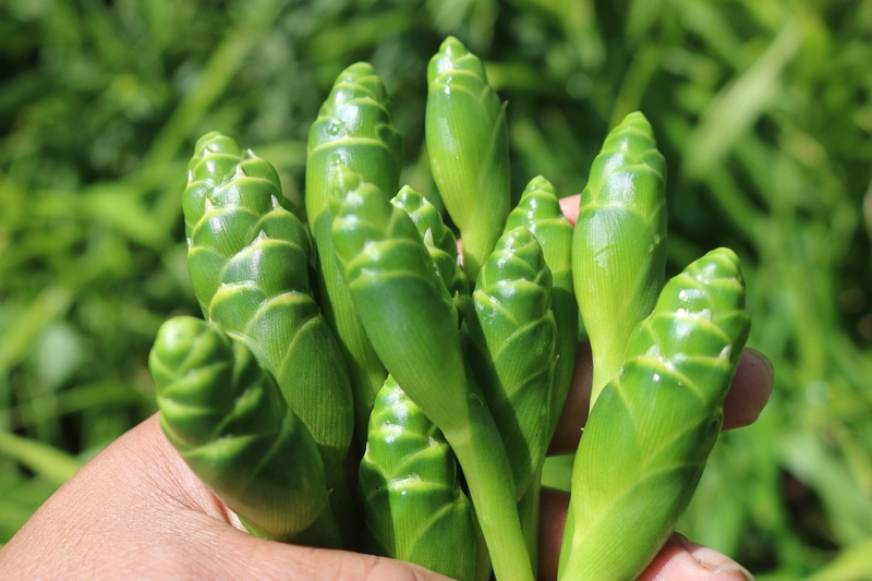 Hiện tượng gừng nở hoa