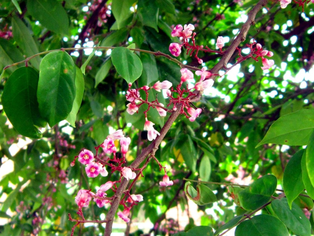 Hiện tượng cây khế nở hoa