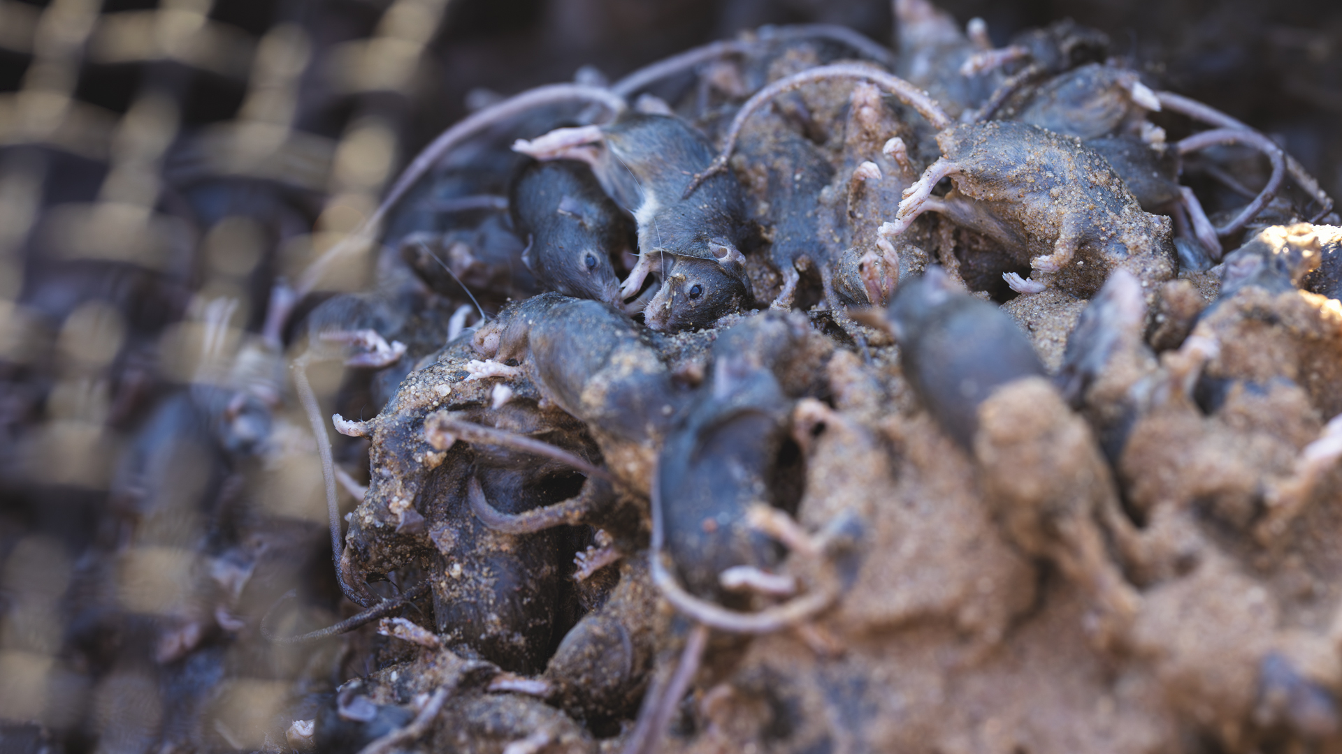   Chuột chết có thể được tìm thấy trên khắp thị trấn Morawa. (Ảnh: ABC Midwest and Wheatbelt: Chris Lewis)  