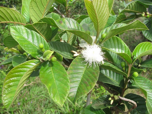 Hiện tượng cây ổi nở hoa