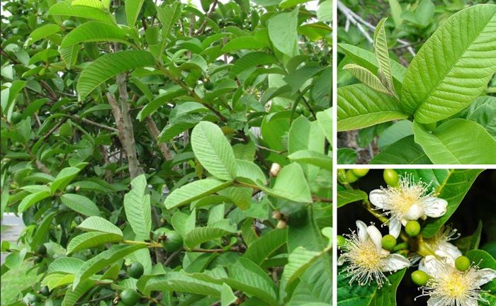 Hiện tượng cây ổi nở hoa