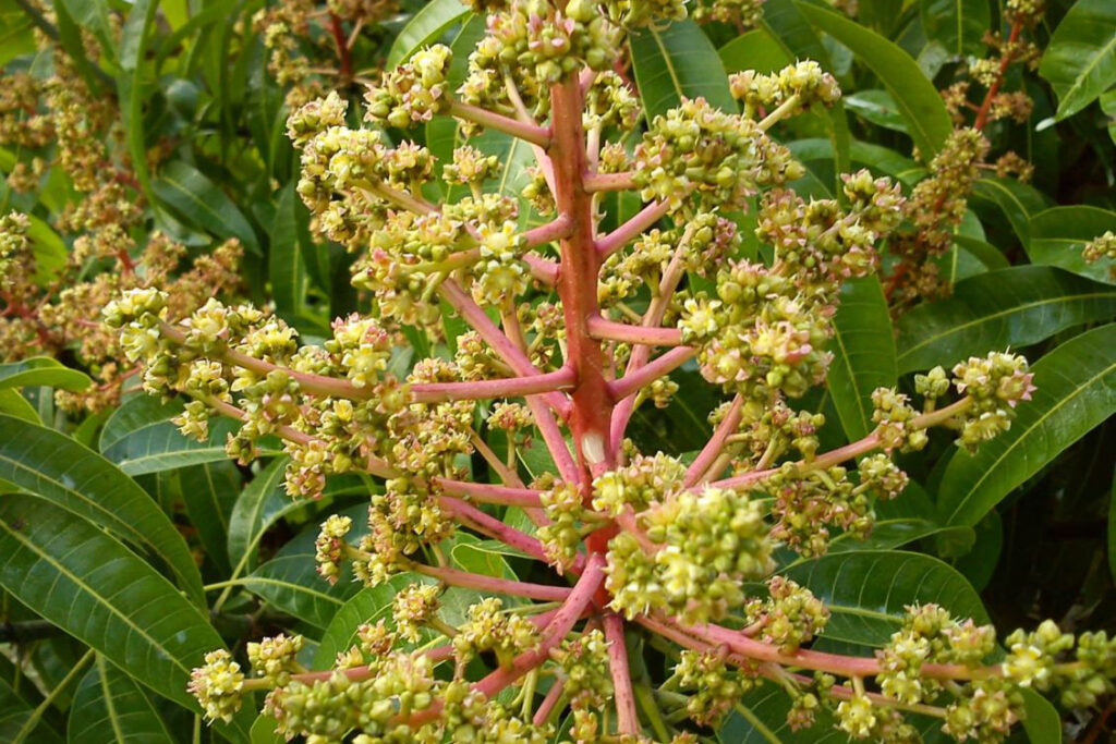 Hiện tượng cây xoài nở hoa