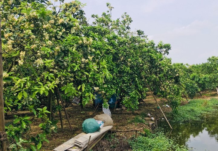 Khi cây bưởi nở hoa
