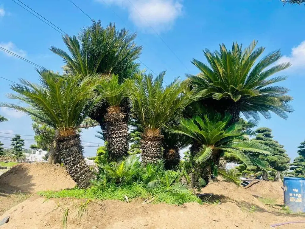 Lợi ích khi trồng cây vạn tuế