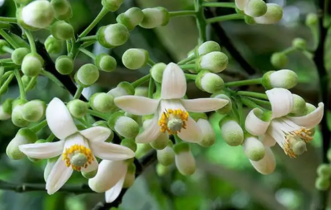 Khi cây bưởi nở hoa